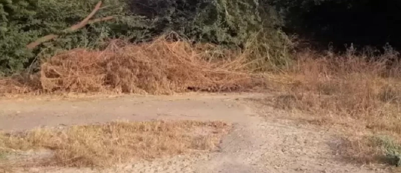 Residential Land for Sale in Jaypee Country Homes 2, Yamuna Expressway, Greater Noida