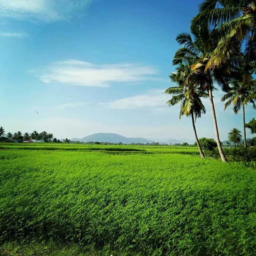 Agricultural/Farm Land for Sale in GPR Green Avenue, Nayudupeta Rachapalem, Nellore
