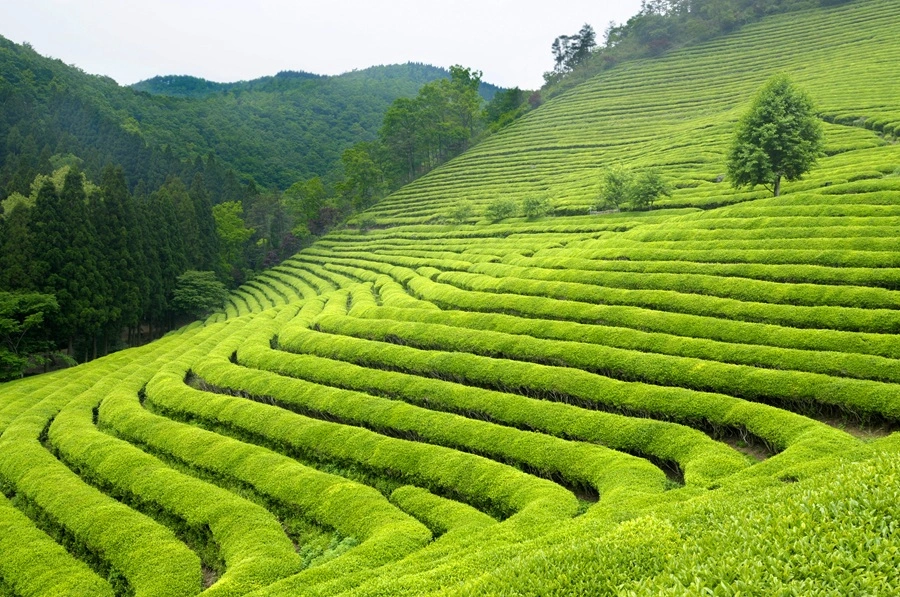 Agricultural/Farm Land for Sale in Lovedale, Ooty